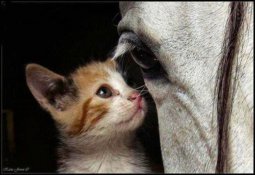 cat-and-horse-eye-to-eye